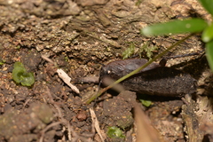 Blaberidae