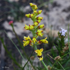 Tritoniopsis parviflora