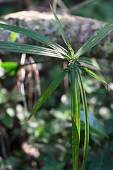 Cyperus albostriatus