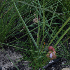 Tritoniopsis parviflora