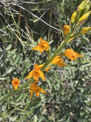 Chloraea chrysantha