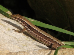 Podarcis muralis