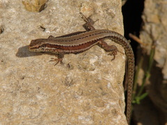 Podarcis muralis
