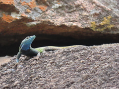 Platysaurus intermedius