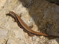 Podarcis muralis