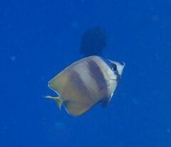 Chaetodon kleinii