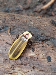 Discodon lampyroides