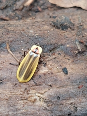 Discodon lampyroides