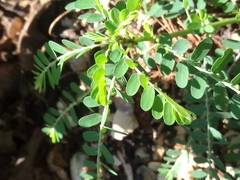 Phyllanthus amarus