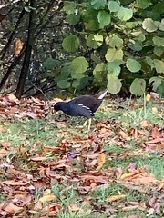 Gallinula chloropus