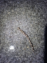 Ambystoma annulatum