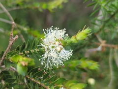 Melaleuca