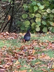 Gallinula chloropus