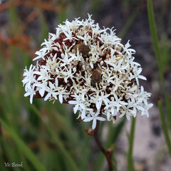 Corymbium villosum
