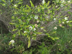 Melaleuca