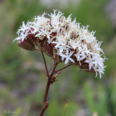 Corymbium villosum