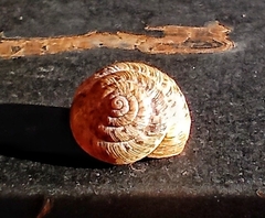 Xeroplexa intersecta