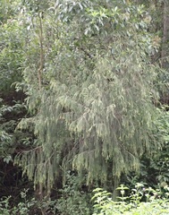 Passerina falcifolia