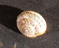 Xeroplexa intersecta