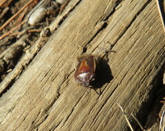 Piezodorus punctipes