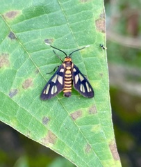 Amata huebneri