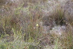 Moraea anomala