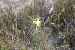 Moraea anomala