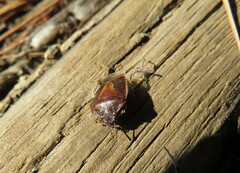 Piezodorus punctipes