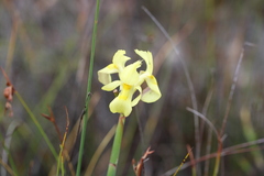 Moraea anomala