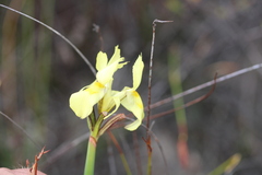 Moraea anomala