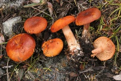 Lactarius lanceolatus
