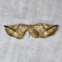 Parepisparis excusata