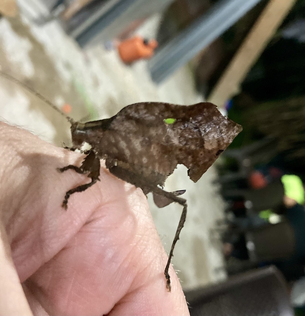 Typophyllum zingara