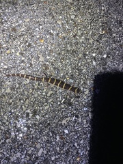 Ambystoma annulatum