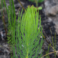 Leucadendron platyspermum