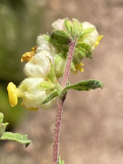 Hermannia hyssopifolia