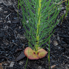 Leucadendron platyspermum