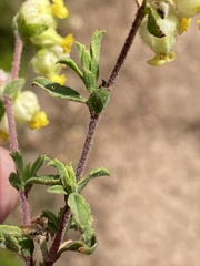 Hermannia hyssopifolia