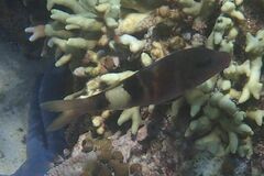 Parupeneus multifasciatus