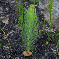 Leucadendron platyspermum