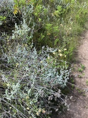 Hermannia hyssopifolia