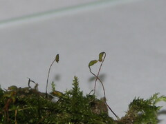 Eurhynchium