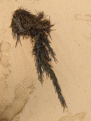 Phyllospora comosa