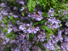 Prostanthera melissifolia