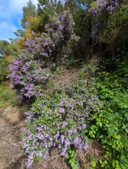 Prostanthera melissifolia