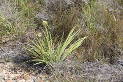 Corymbium villosum