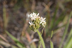 Corymbium villosum