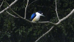 Todiramphus macleayii