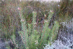Leucadendron glaberrimum erubescens