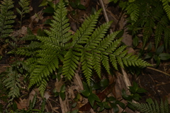 Parapolystichum microsorum